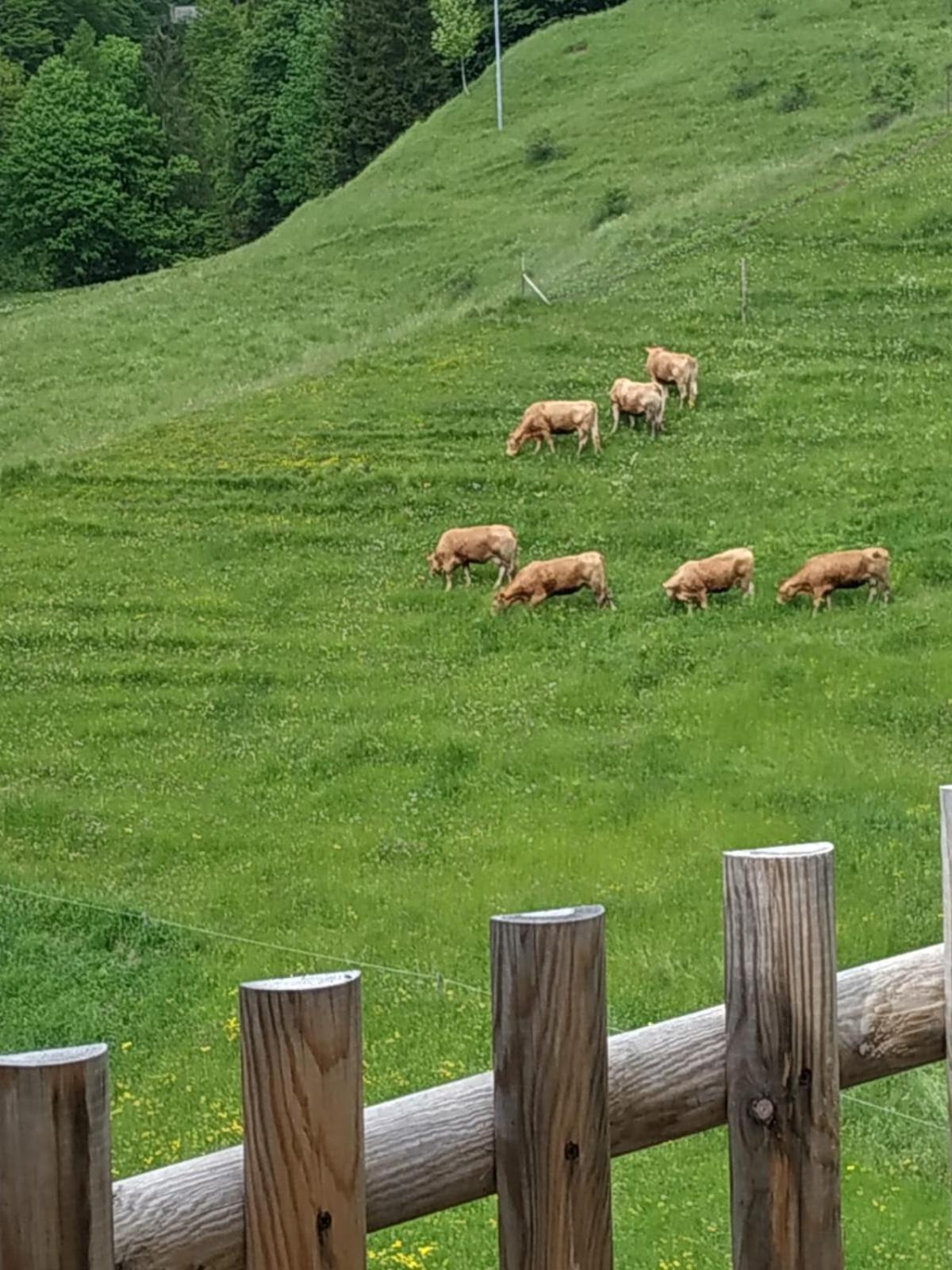 Albergo Diffuso Sauris In Sauris Di Sotto Exterior foto